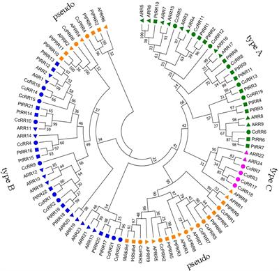 Mining key genes related to root morphogenesis through genome-wide identification and expression analysis of RR gene family in citrus